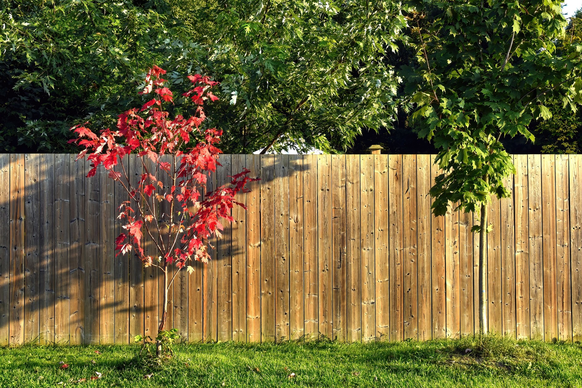 Two sapling maple trees, one red, one green in summer